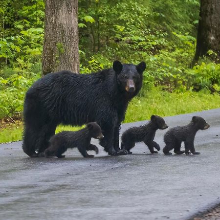 Serenity Heights, Amazing Views, Hot Tub Pool Access, 1089 Free Tickets Each Paid Day, Dollywood Gatlinburg Extérieur photo